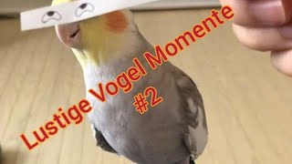 Lustig Vogel Momente #2 😂