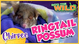 Chirpee Kids! Ring tail possums are so cute!!!