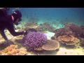 Collecting Coral: 2011 Philippine Biodiversity Expedition | California Academy of Sciences