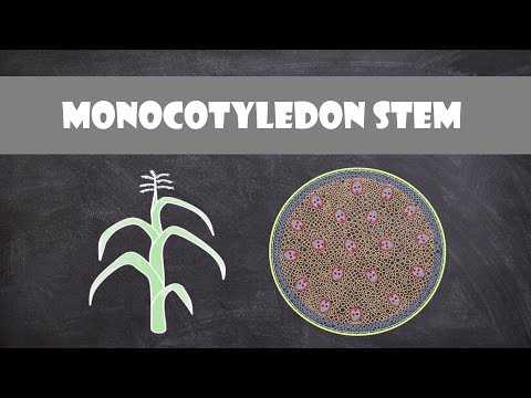 How are the vascular bundles arranged in a monocot stem?