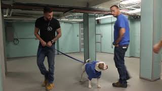 Mello takes his final CGC Test at the PAWS program!