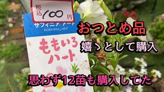 【おつとめ品　12苗購入】50円、100円で思わず大人買い