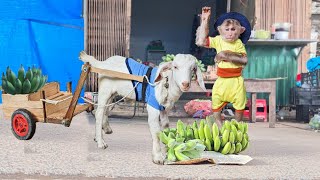 CUTIS Enlisted Takes Goat Harvest Bananas To Sell To Buy Chickens