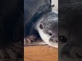 #pet otter# Otters#Eurasian #otter#Asian #small-#clawed #otter#Japanese #river otter