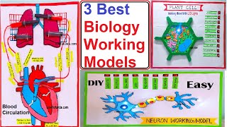 3 best biology working models for science exhibition - science projects - diy | craftpiller