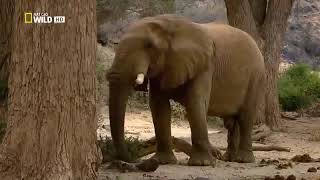 Elephant Documentary- A Documentary about elephants and their life on the desert #NAT GEO WILD HD