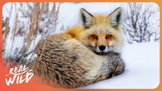 The Unique Wildlife of Yellowstone National Park