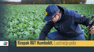 Sprawdzamy rzepak RGT Humboldt jesienią 🌱🧐 Lustracja pola rzepaku RAGT #rzepak #rolnictwo