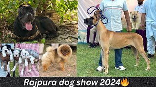 Rajpura Dog Show 2024 🐕🔥| Cheapest Dog Market ‼️ | First Dog Show In Punjab This Season 2024 |