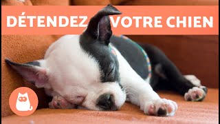 MUSIQUE pour CHIEN ANXIEUX 🐶🎶 Détendez votre CHIEN ANXIEUX ! ✅