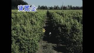 張學友 - 離開以後