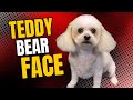 Give your Dog a TEDDY BEAR face trim