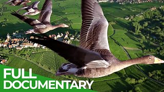 Birds of Passage - A Secret Journey Through the Skies | Free Documentary Nature