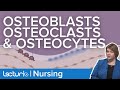 Osteoblasts, Osteoclasts, and Osteocytes | What Do They Do? | Gerontology Nursing