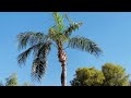 🌴 Sick QUEEN PALM TREE with Healthcare Problems! (Need a Tree Doctor? SAVE your Queen Palm tree!) ☠️