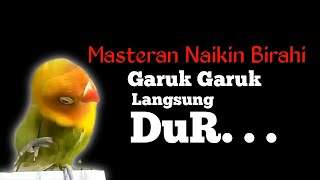 Download Lagu Masteran Jebol Birahi Jantan Garuk Garuk Langsung ... MP3 Gratis