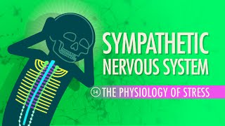 Sympathetic Nervous System: Crash Course Anatomy & Physiology #14