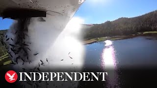 Utah drops thousands of fish from planes to restock lake