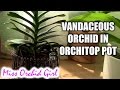 Repotting Renanthera orchid in Orchitop pot