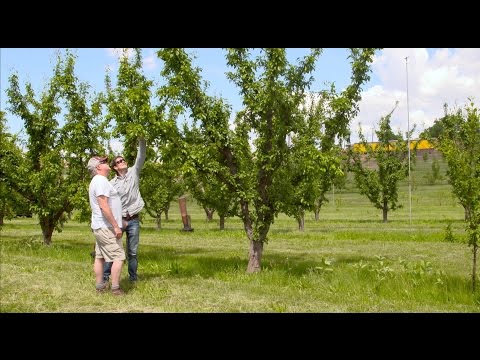 Steps to Organic Certification Steps to Organic Certification