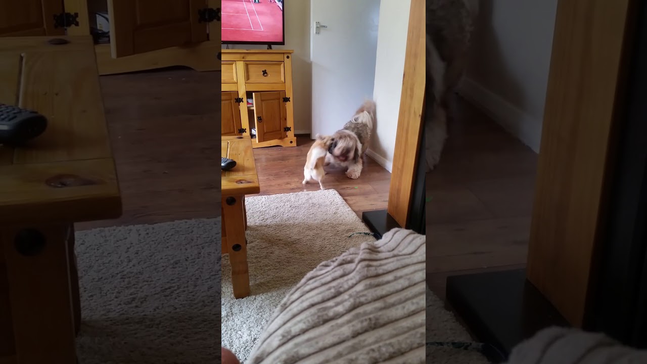 Vicious Dogs Fighting In My House - YouTube