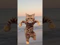 #cat #funny #cat dance motorcycle #catlover #viral #funny #dance #shortvideo #shorts #baby