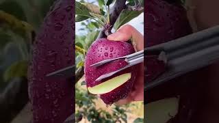 red beautiful apple cutting skills