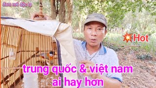 Ngũ Sắc Trung Quốc Và Ngũ Sắc Việt Nam Chim Nào Hót Hay Hơn | đam mê độc lạ