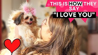 10 Signs that your Shih Tzu Loves you the Most