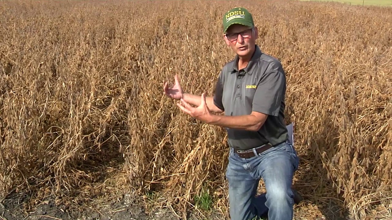 Broadcasting Cover Crops Into Soybean - YouTube