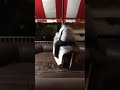 Laffy Taffy Mechanical Bull
