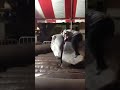 Laffy Taffy Mechanical Bull