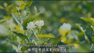 Fuzhou Jasmine Tea