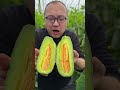 Sweet cucumber plants in greenhouse picking cutting eating so sweet ##satisfying