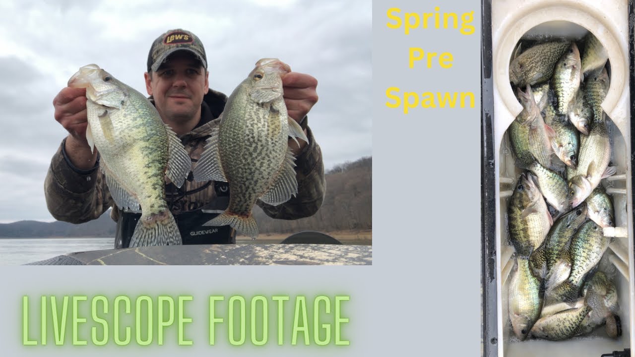 Pre Spawn Crappie Fishing LiveScope Footage HD 1080p - YouTube