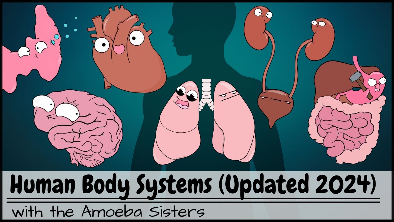 Human Body Systems Overview