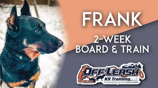 Beauceron, 3 y/o, "Frank" | Best Beauceron Obedience Training | Off Leash K9 Training Spokane