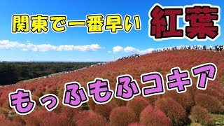 【日本一のコキア見ごろ】ひたち海浜公園！コスモス！キバナコスモス！レモンブライト！パンパスグラス！ローズガーデン！ソバの花！