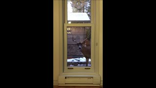 Curious Deer Stops by a Window and Takes a Look Inside