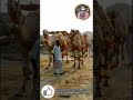 GUJRANWALA CAMEL MANDI MEMORIES 2018