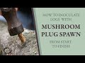 Inoculating Mushroom Logs With Plug Spawn From Start to Finish