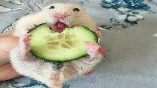 Funny Hamsters - Cute And Funny Hamster Videos Compilation
