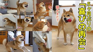 【再会】５ヶ月ぶりに次女と再会して嬉しさで弾ける柴犬てぃーだ　#柴犬 #再会 #柴犬てぃーだ