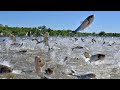 Amazing aquaculture farm - Harvesting hundreds of tons of commercial fish in the pond