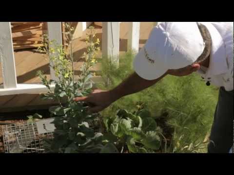 Saving Seeds: How to Save Brussels Sprouts Seeds - Sweet Corn Organic Nursery Saving Seeds: How to Save Brussels Sprouts Seeds - Sweet Corn Organic Nursery