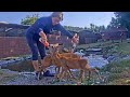 ZS Makov | Přikrmování srnčat z lahvičky | Feeding small fawns from a bottle