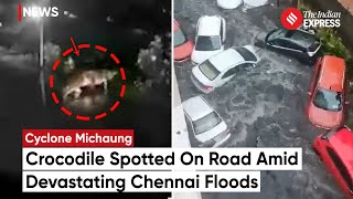 Crocodile In Chennai: Unsettling Sight Of Mugger Crocodile In Flooded Chennai Raises Concerns