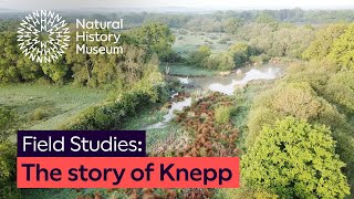 The story of Knepp: A rewilding success | Ep. 1 | Natural History Museum
