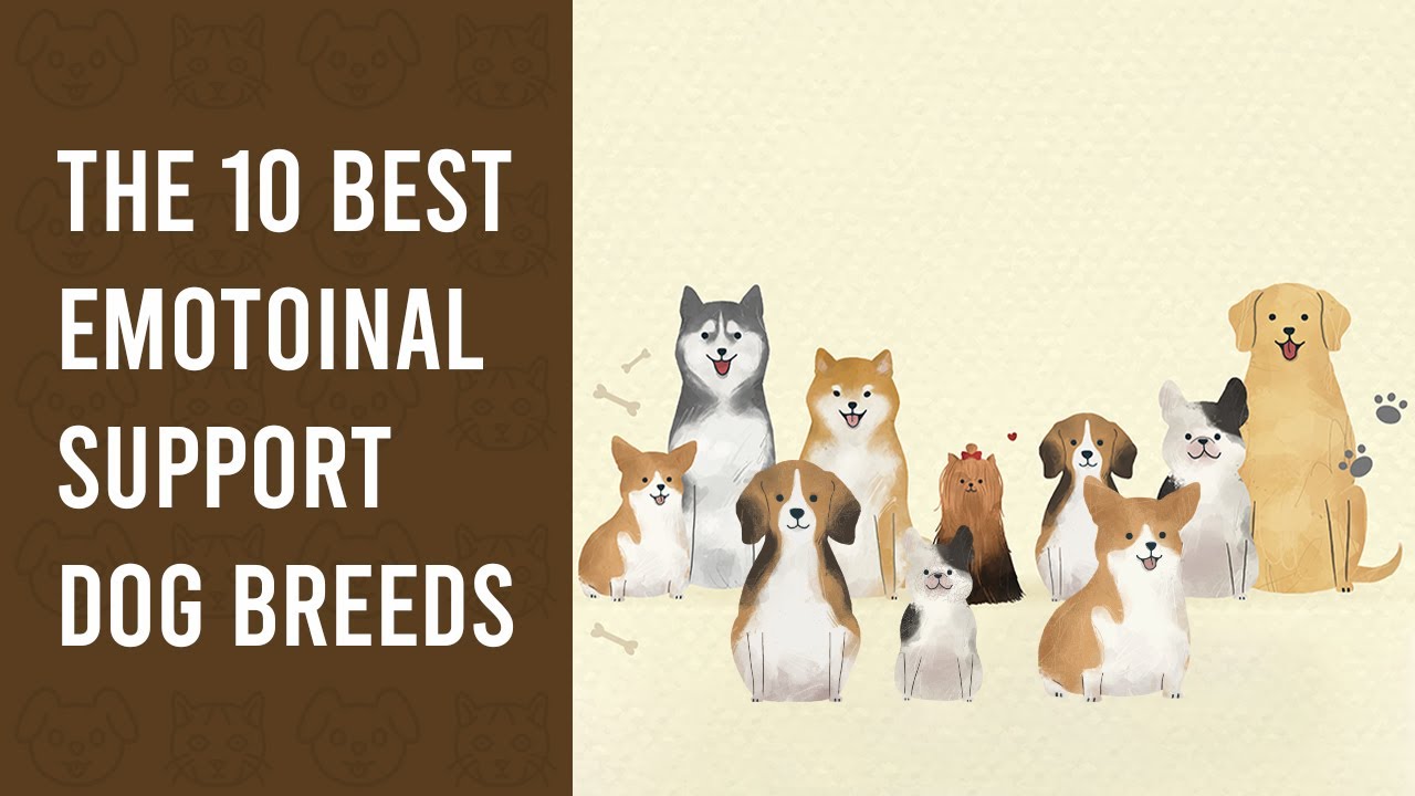 The 10 Best Emotional Support Dog Breeds - MyESADoctor - YouTube