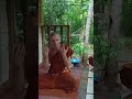 BUDDHIST NOBLE 8 FOLD PATH see FULL VIDEO & SUBSCRIBE HERE